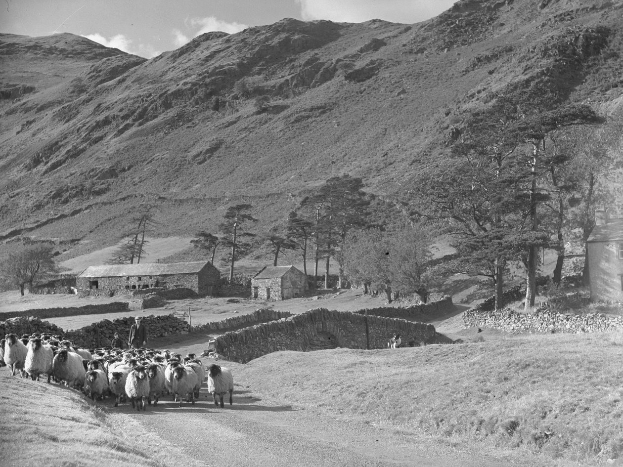 Farmer fiatal fiúval és kutyával juhnyájat hajt a kamera felé alkotó: Joseph Hardman