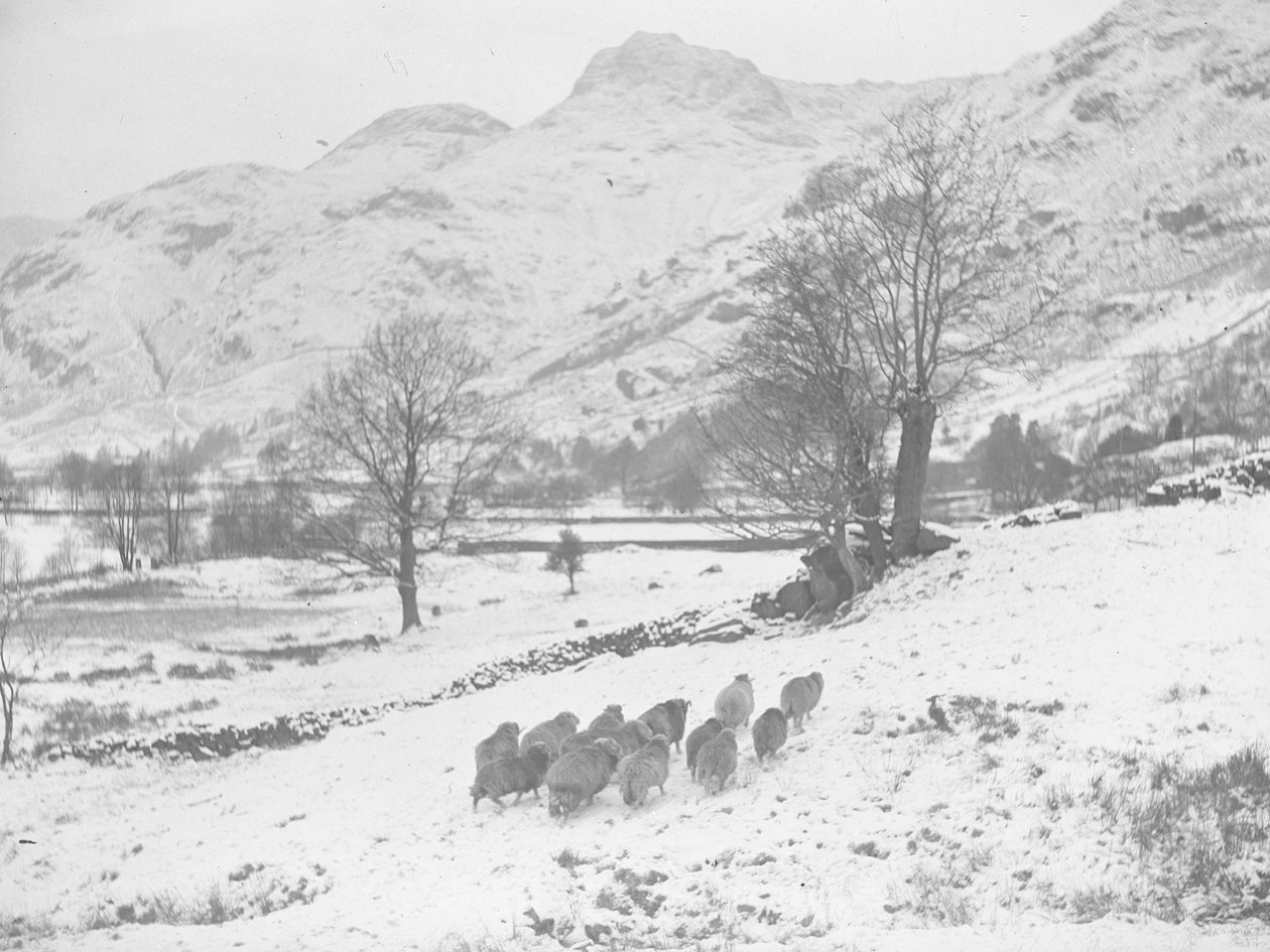 Birkanyáj a hóban Langdale-nél alkotó: Joseph Hardman