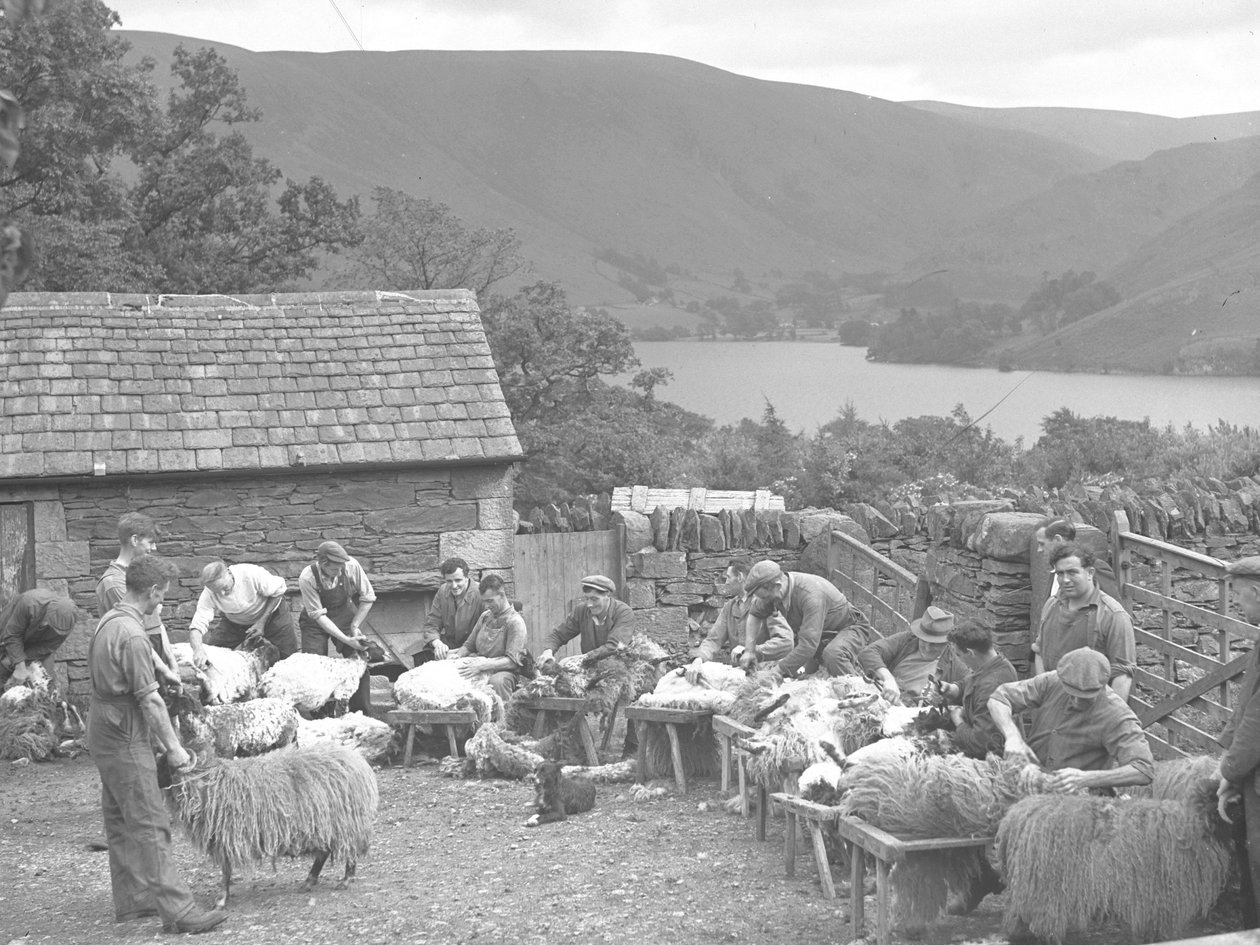Férfiak juhokat nyírnak padokon alkotó: Joseph Hardman