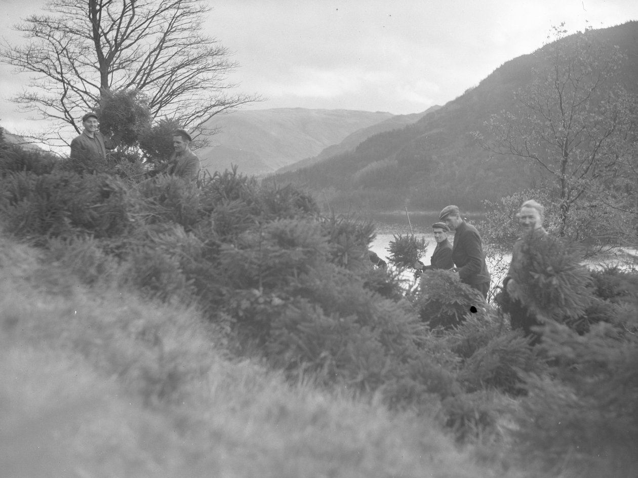 Férfiak dolgoznak a kivágott karácsonyfák között Thirlmere-ben alkotó: Joseph Hardman