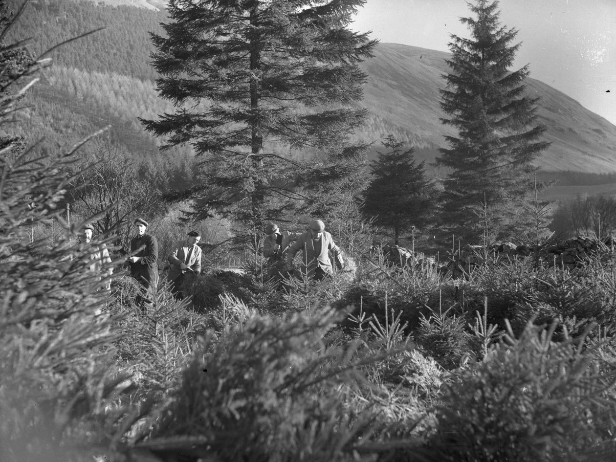 Férfiak dolgoznak a kivágott karácsonyfák között Thirlmere-ben alkotó: Joseph Hardman