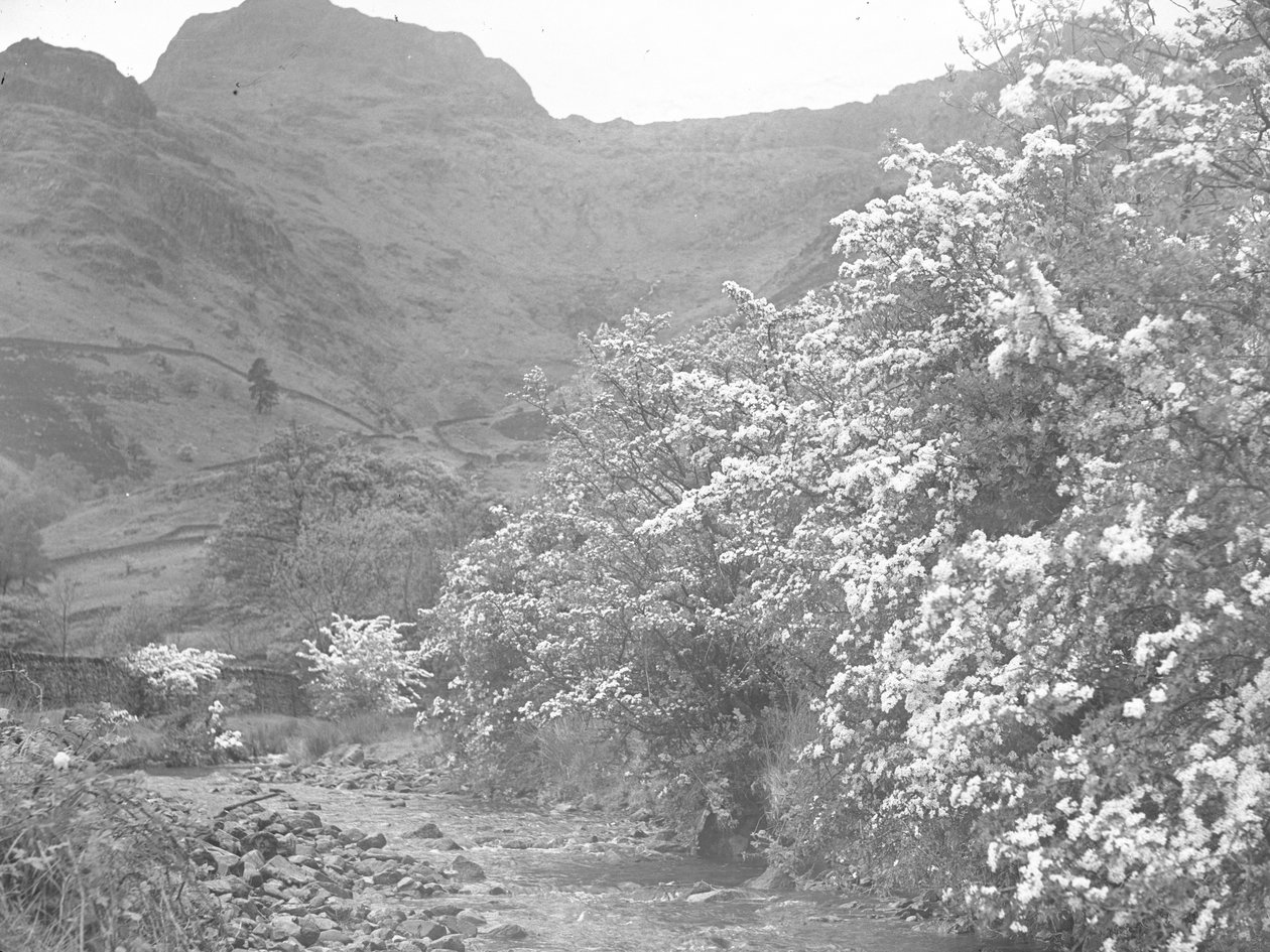 Folyó, a parton virágzó fák és a Langdale Pike a háttérben alkotó: Joseph Hardman