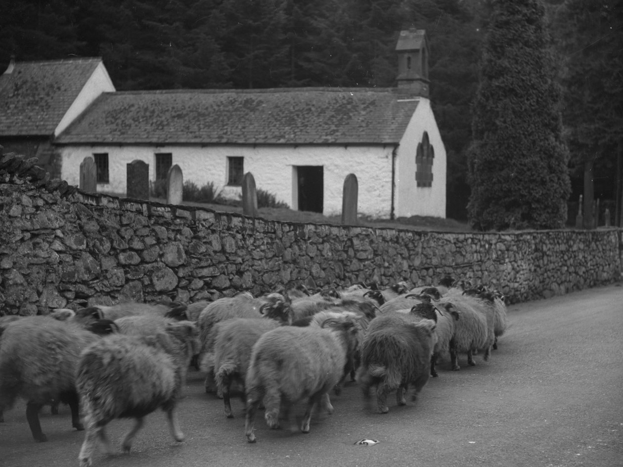 Birkák sétálnak az úton a Thirlmere-i templom előtt alkotó: Joseph Hardman