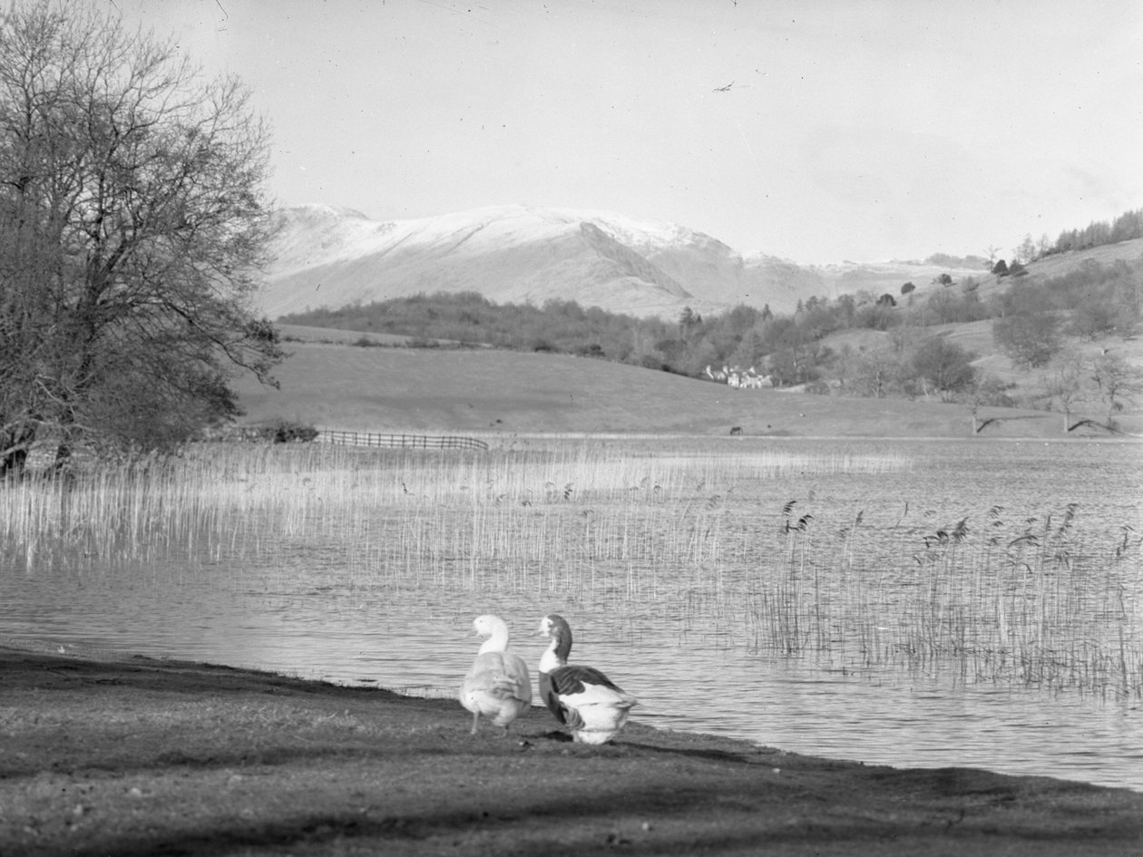 Két liba a vízparton az Esthwaite Water-nél, háttérben a hóval borított hegyek alkotó: Joseph Hardman