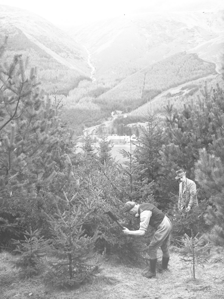 Két férfi kivág egy karácsonyfát egy fejszével, mögöttük Thirlmere alkotó: Joseph Hardman