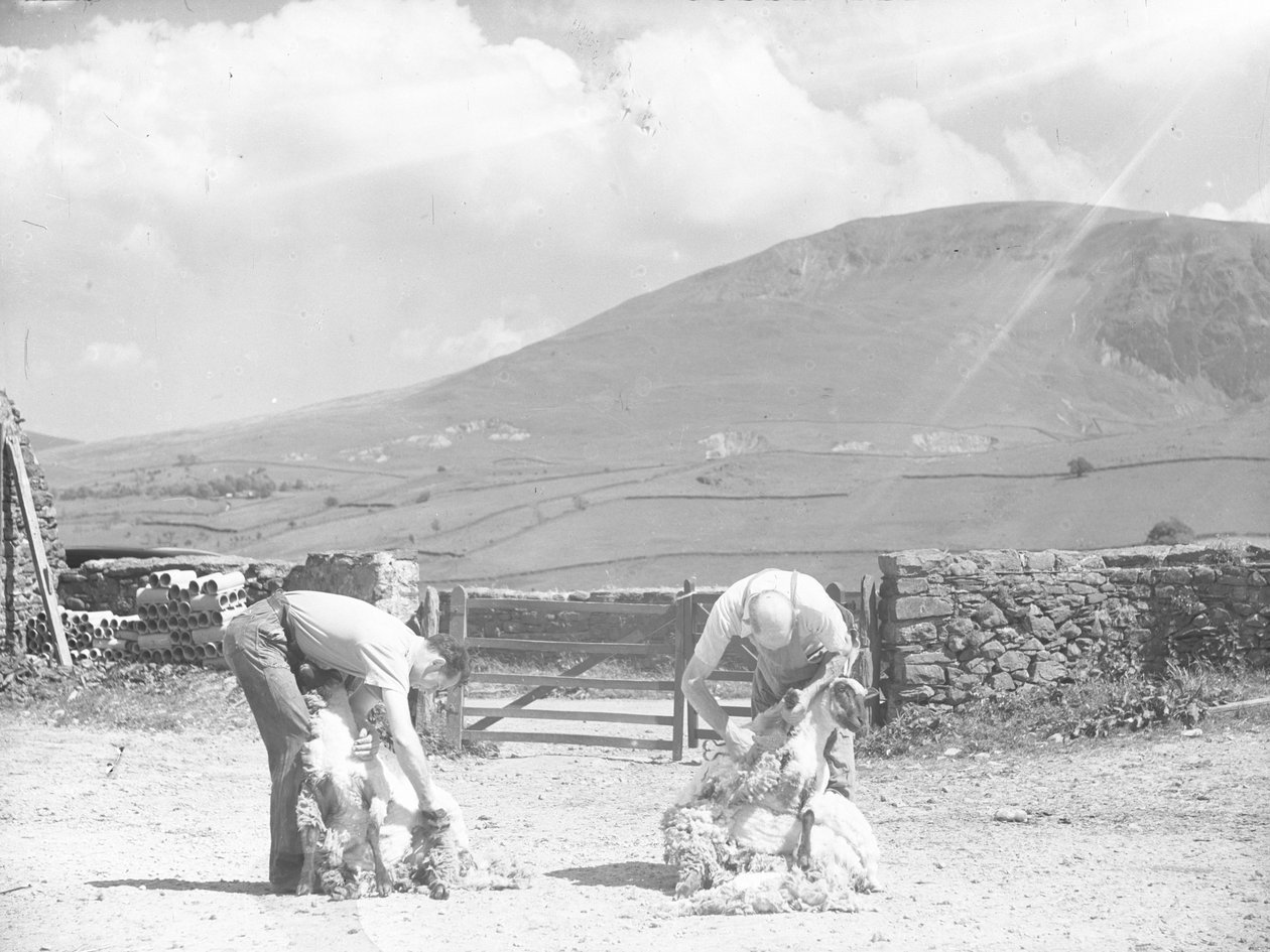 Két birkát nyírnak kézzel Thirlmere-ben alkotó: Joseph Hardman