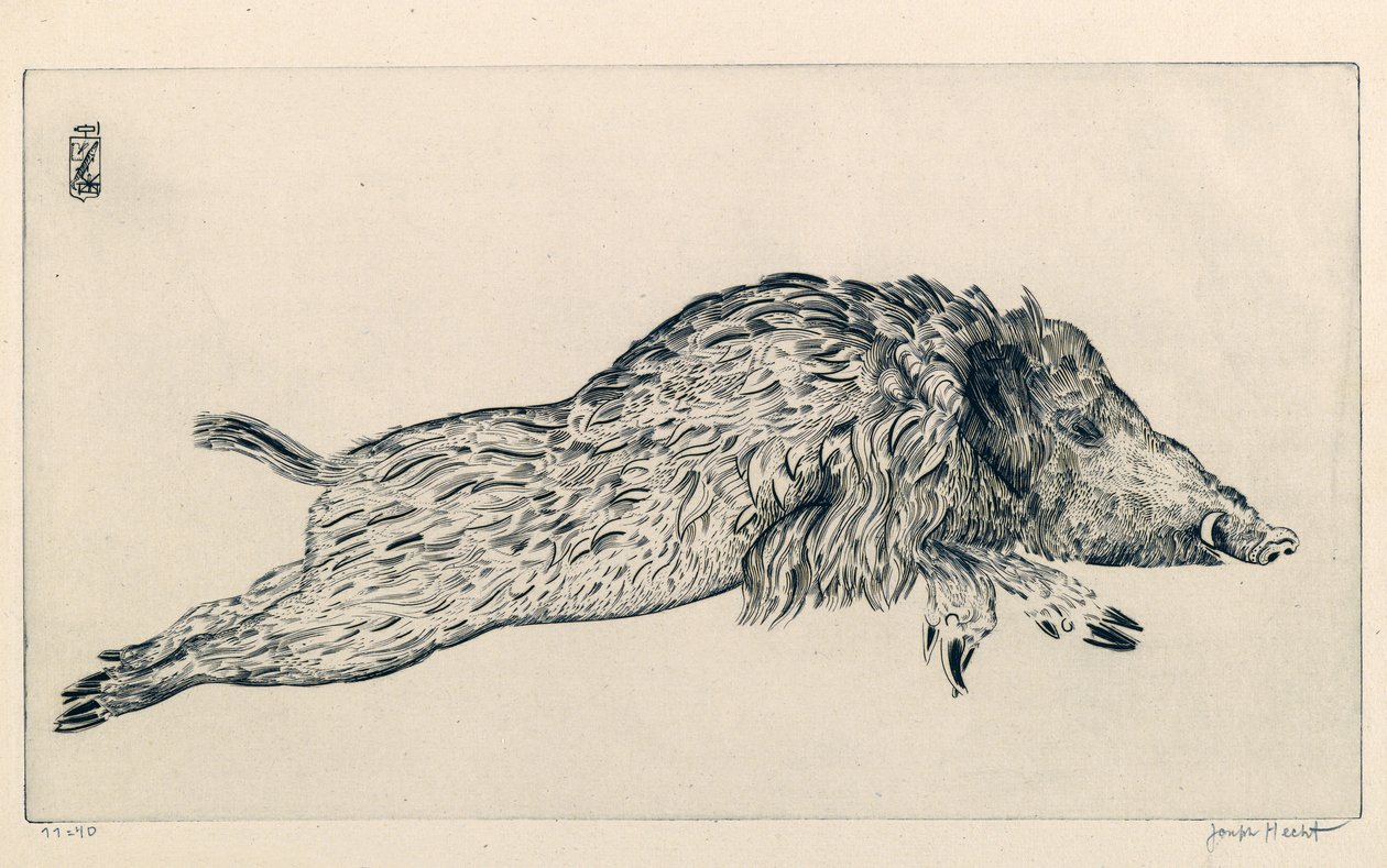 Vaddisznó (Le Sanglier) (metszet) alkotó: Joseph Hecht