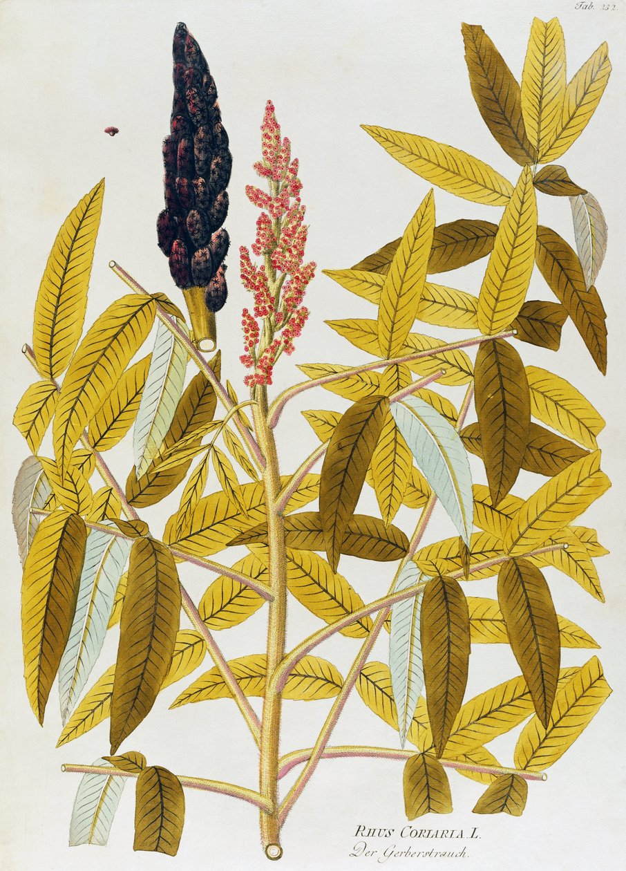 Joseph Jacob von Plenck (1735-1807) szillevelű szumács vagy szicíliai szumácska (Rhus coriaria), a bécsi Icones medicalium plantarumból alkotó: Joseph Jacob Plenck