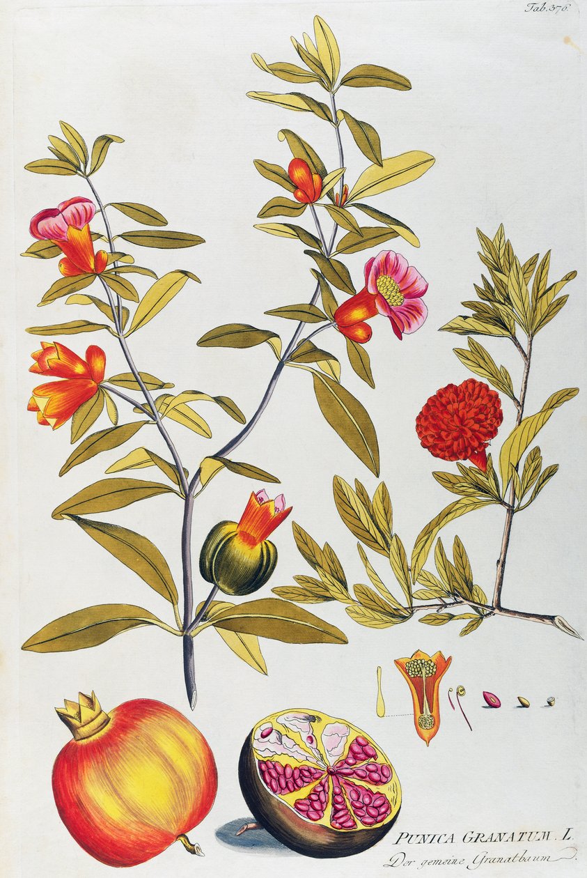Gránátalma (Punica granatum), Joseph Jacob von Plenck (1735-1807), a gyógynövények ikonjai, Bécs alkotó: Joseph Jacob Plenck