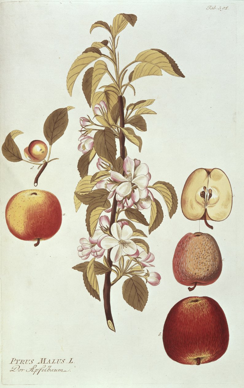 Pyrus Malus alkotó: Joseph Jacob Plenck