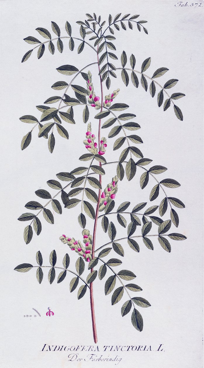Igazi indigó (Indigofera tinctoria) Joseph Jacob von Plenck (1735-1807) által, a bécsi Icones plantarum medicinalium című műből. alkotó: Joseph Jacob Plenck