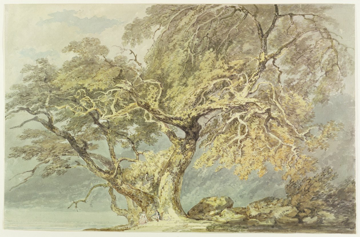 Egy nagy fa, 1796 körül (wc grafit fölött, papíron) alkotó: Joseph Mallord William Turner