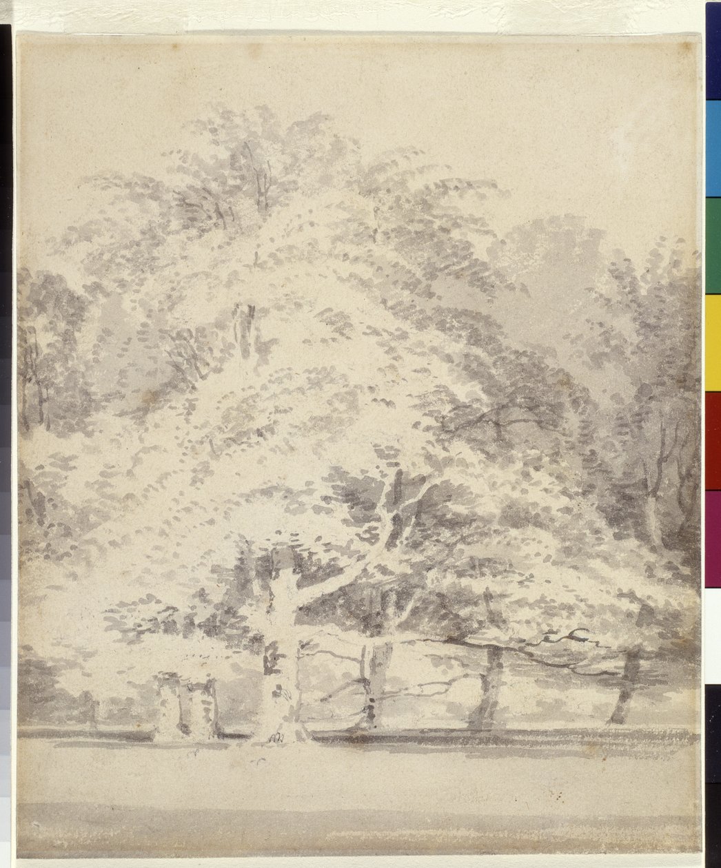 Bükkfák (fehér papíron a szürke tinta ceruzára mosódik) alkotó: Joseph Mallord William Turner
