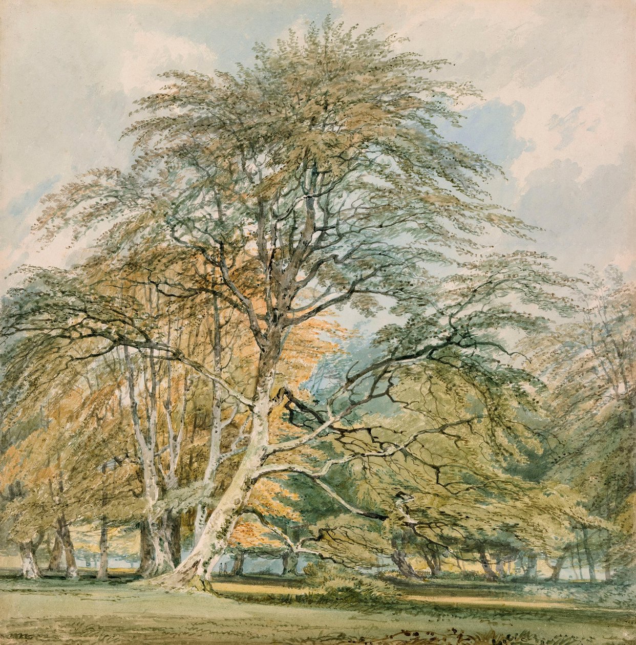 Bükkfák a Norbury Parkban, Leatherhead, Surrey alkotó: Joseph Mallord William Turner