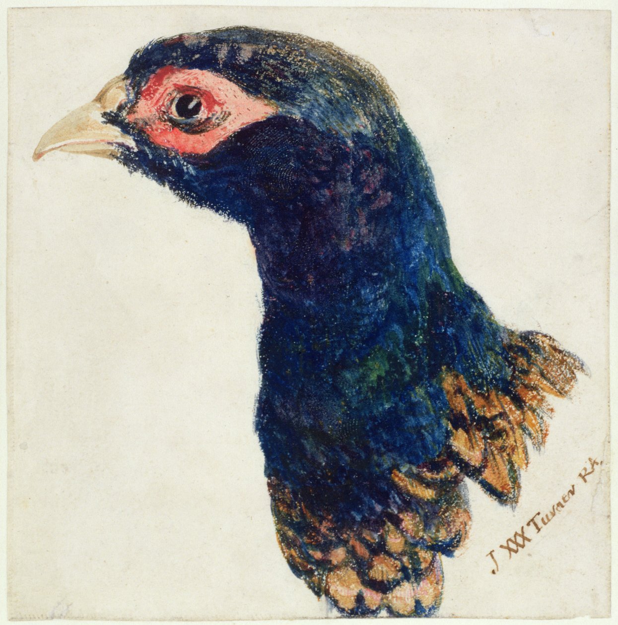 Cock Pheasant, Farnley Book of Birds, 1816 körül (toll, tinta és akvarell papíron) alkotó: Joseph Mallord William Turner