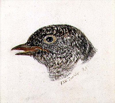 Kakukk, a Farnley madarak könyvéből, 1816 körül (ceruza és akvarell papíron) alkotó: Joseph Mallord William Turner