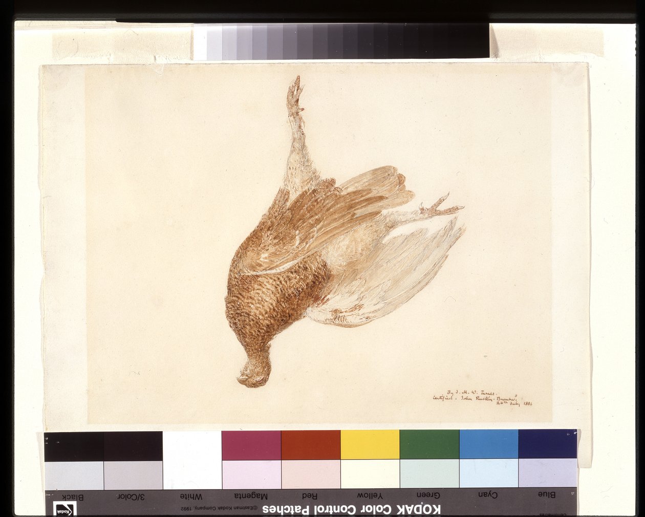 Dead Grouse (akvarell ceruza fölött fehér szőtt papíron) alkotó: Joseph Mallord William Turner