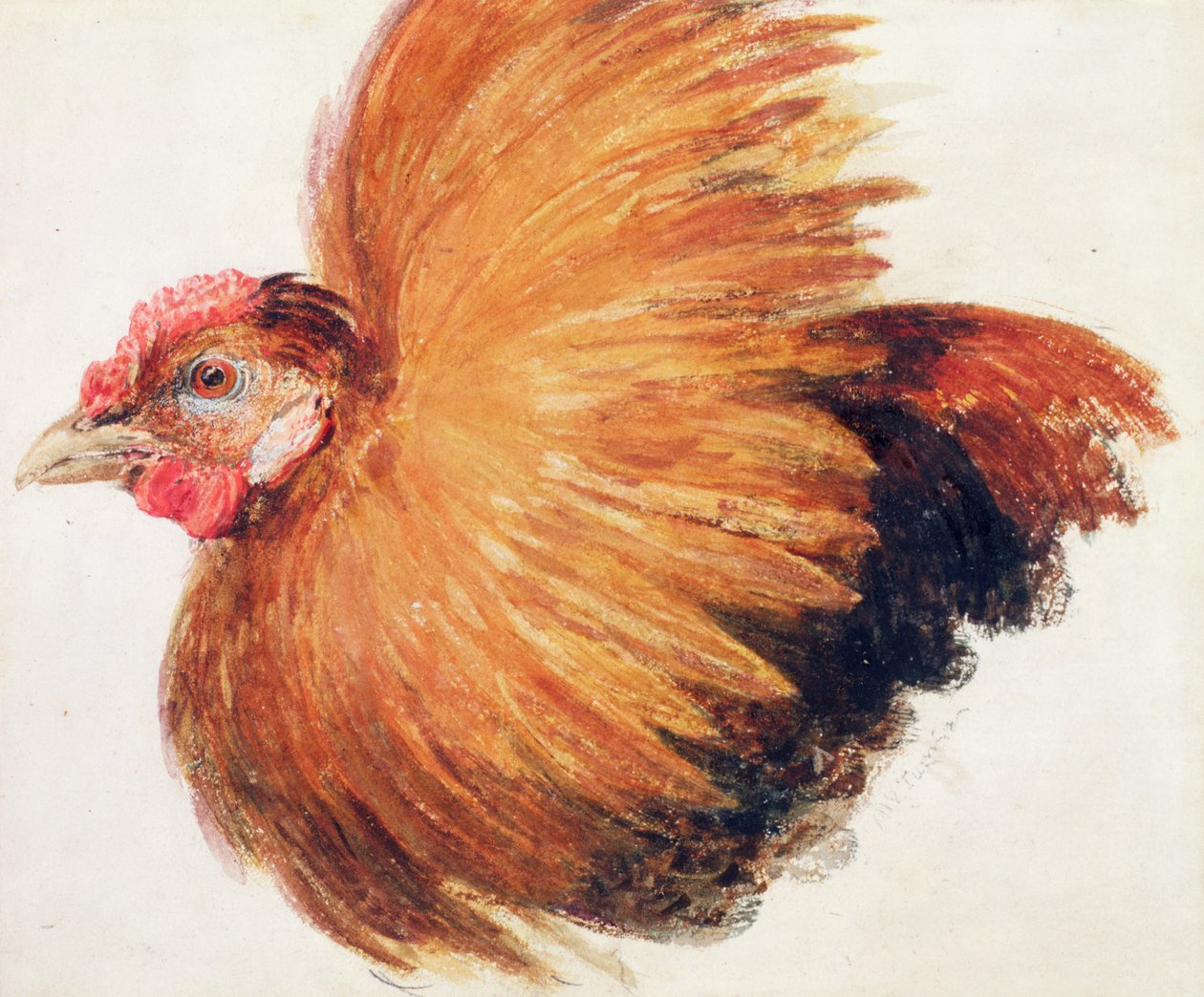 Game-Cock, The Farnley Book of Birds, 1816 körül alkotó: Joseph Mallord William Turner