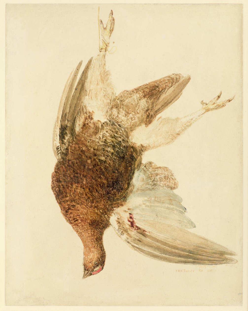 Grouse, The Farnely Book of Birds, 1816 körül (ceruza és akvarell papíron) alkotó: Joseph Mallord William Turner