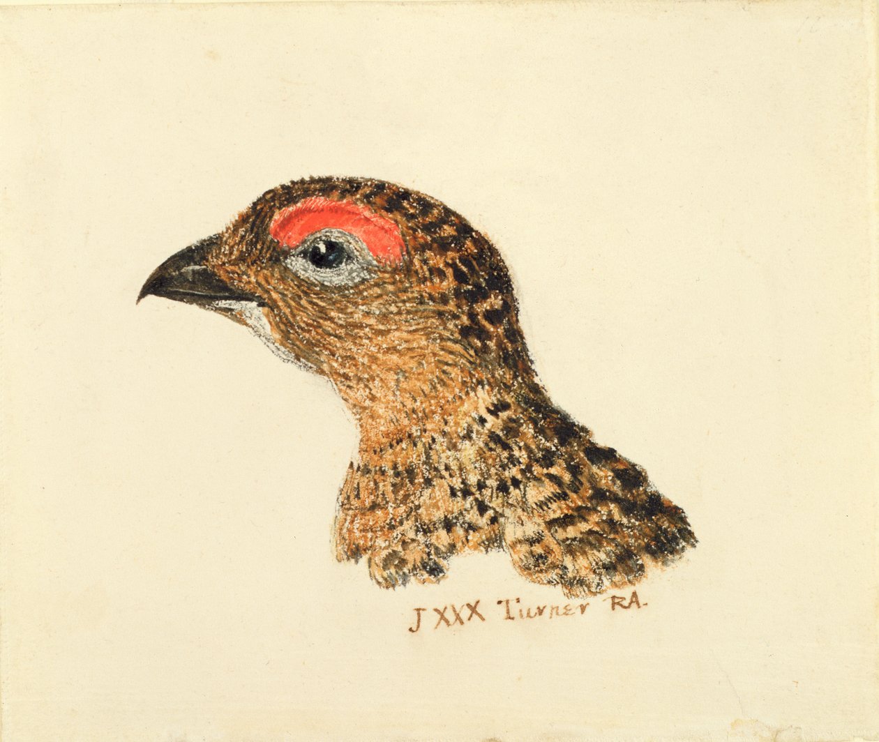 Grouse vezetője, a Farnley Book of Birds-ből, 1816 körül (ceruza és akvarell papíron) alkotó: Joseph Mallord William Turner