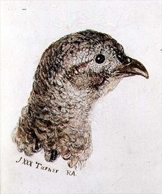 Tyúkfácán, a Farnley madarak könyvéből, 1816 körül (toll, tinta és akvarell papíron) alkotó: Joseph Mallord William Turner