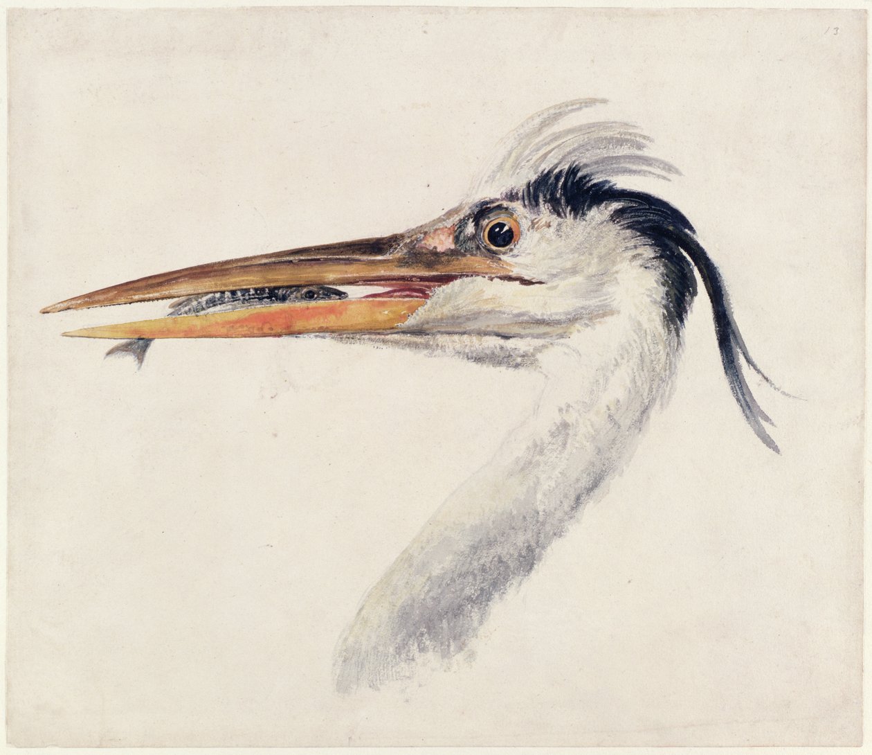 Heron, a Farnley Book of Birds-ből, 1816 körül (toll és tinta, valamint akvarell papíron) alkotó: Joseph Mallord William Turner