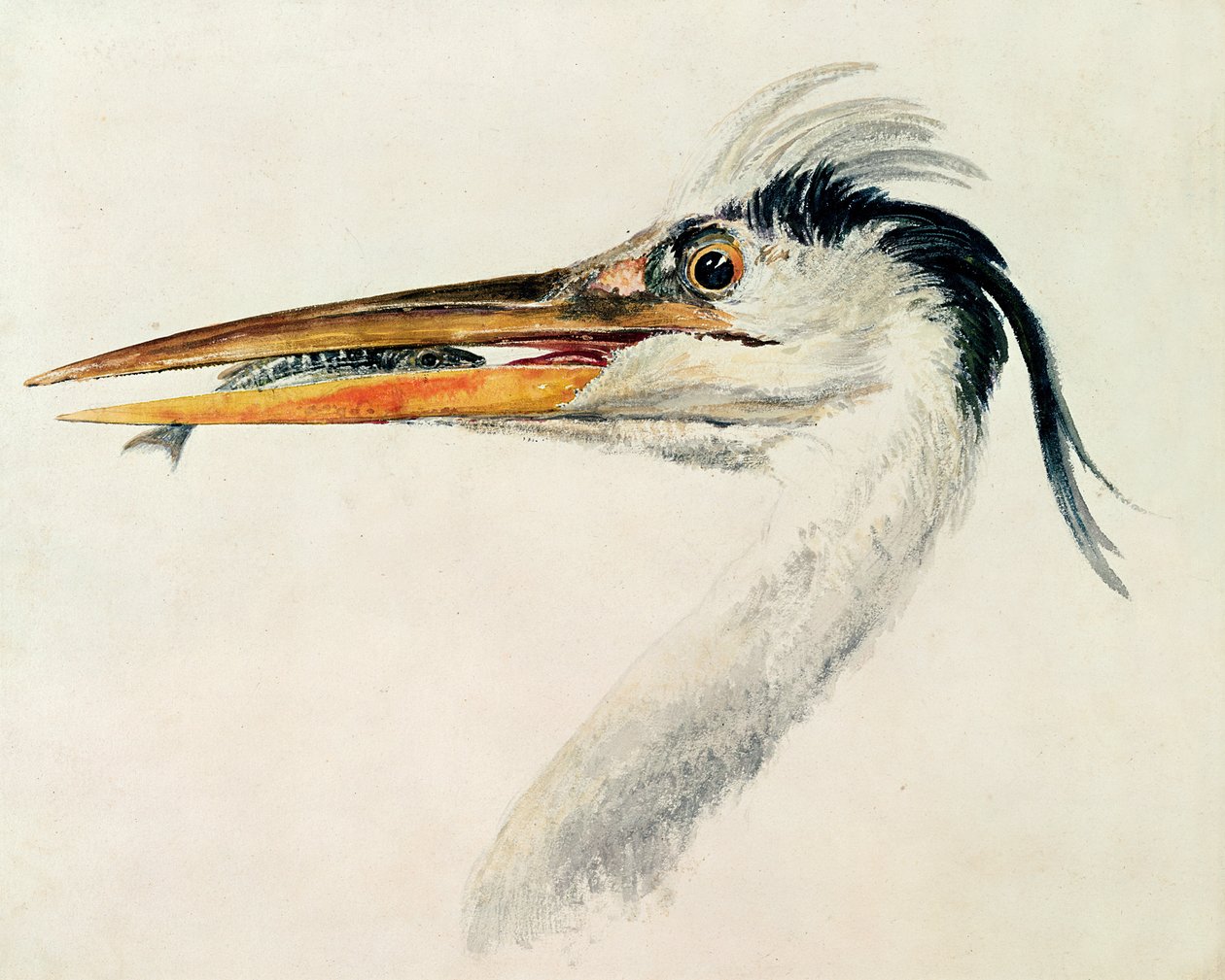 Gém egy hallal alkotó: Joseph Mallord William Turner