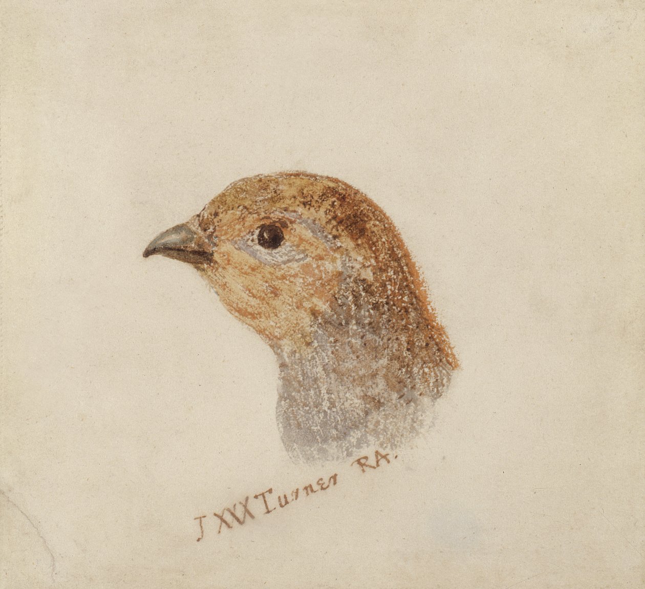Partridge, a Farnley Book of Birds-ből, 1816 körül (ceruza és akvarell papíron) alkotó: Joseph Mallord William Turner