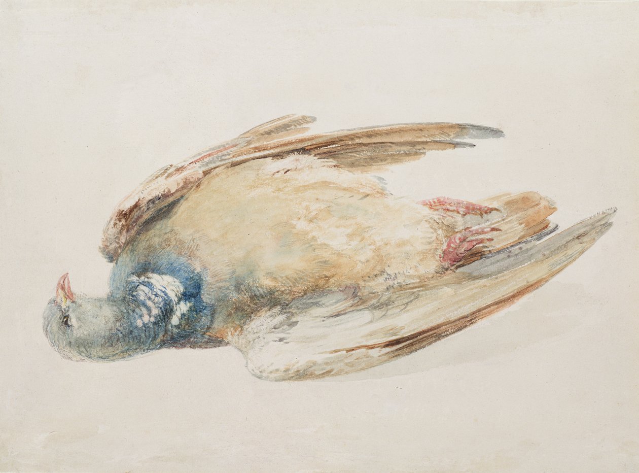 Galamb, a Farnley madarak könyvéből, 1816 körül (ceruza és akvarell papíron) alkotó: Joseph Mallord William Turner