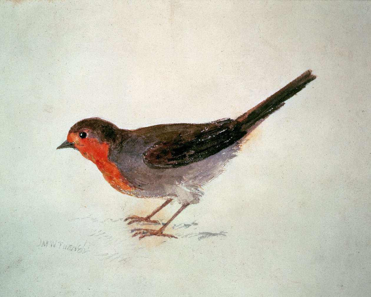 Robin, a Farnley madarak könyvéből, 1816 körül (ceruza és akvarell papíron) alkotó: Joseph Mallord William Turner