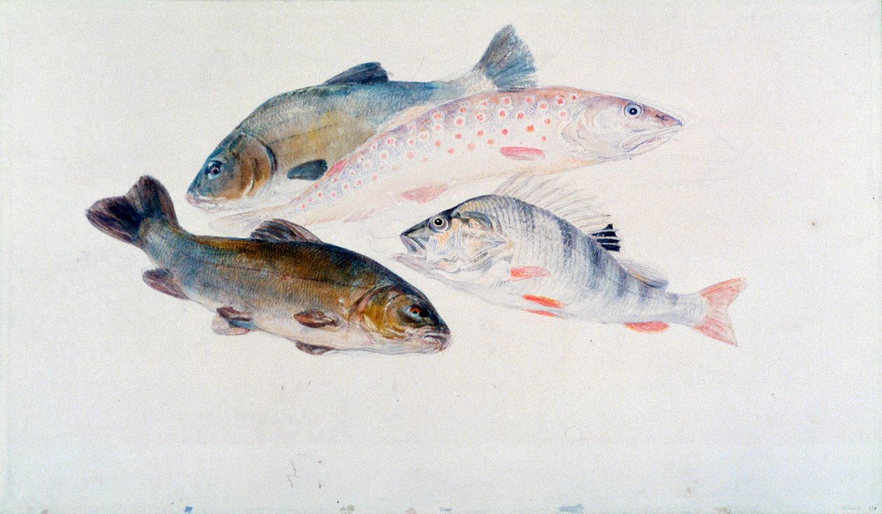 Tanulmány a halakról: két csónak, egy pisztráng és egy süllő, 1822-1824. alkotó: Joseph Mallord William Turner