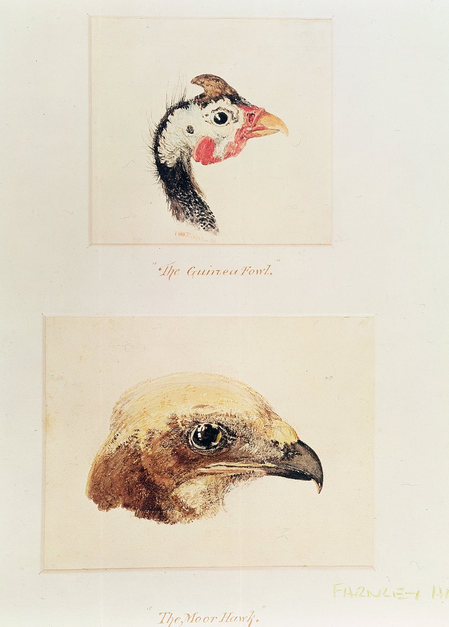 A gyöngytyúk és a mór sólyom alkotó: Joseph Mallord William Turner