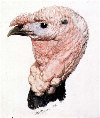 Törökország, The Farnley Book of Birds c. 1816 (toll és tinta és akvarell papíron) alkotó: Joseph Mallord William Turner