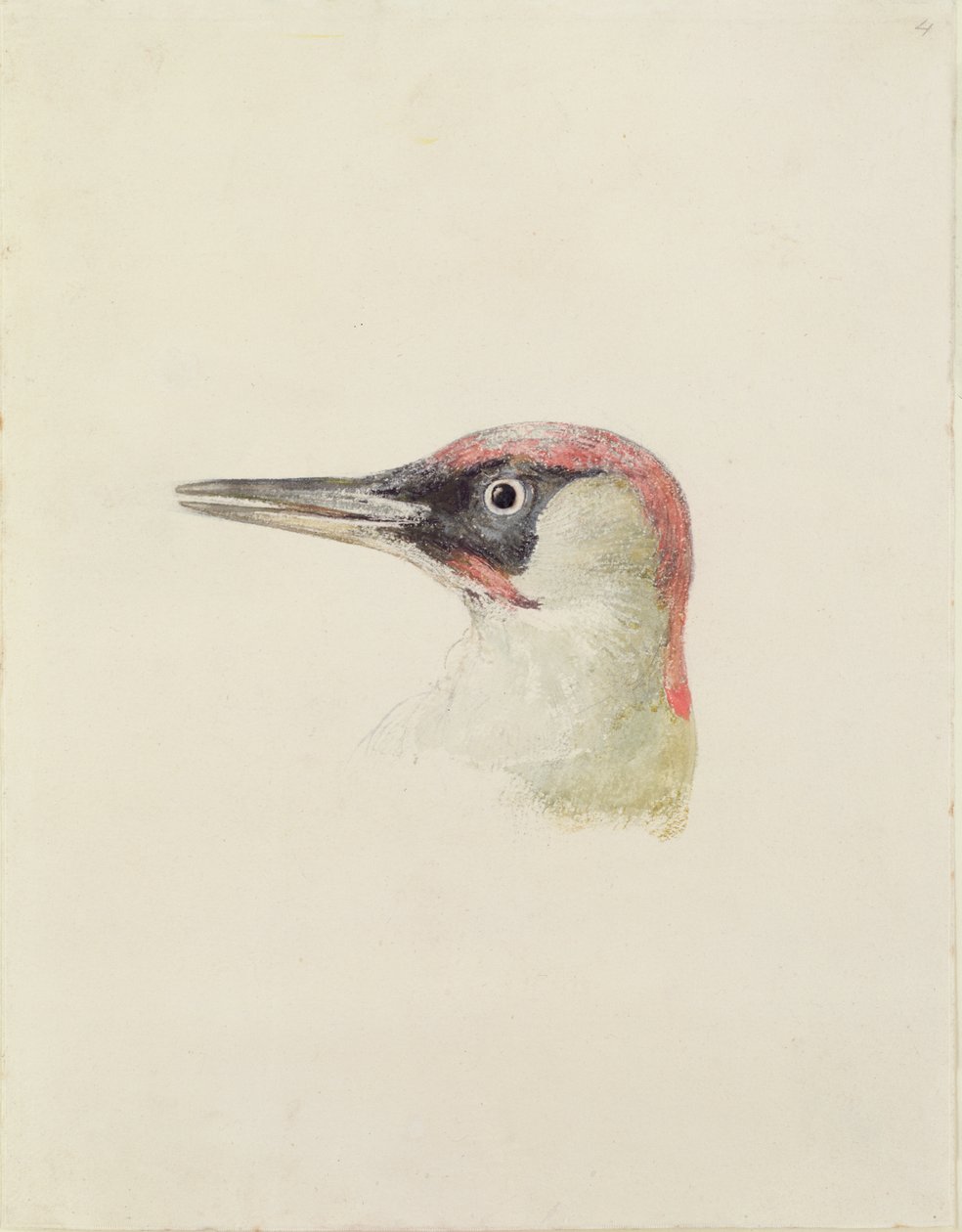 Harkály, a Farnley madarak könyvéből, 1816 körül (ceruza és akvarell papíron) alkotó: Joseph Mallord William Turner