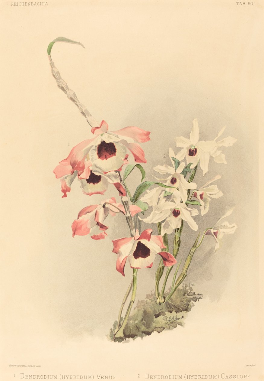 Dendrobium Hybridium Venus és Dendrobium Hybridium Cassiope. alkotó: Joseph Mansell