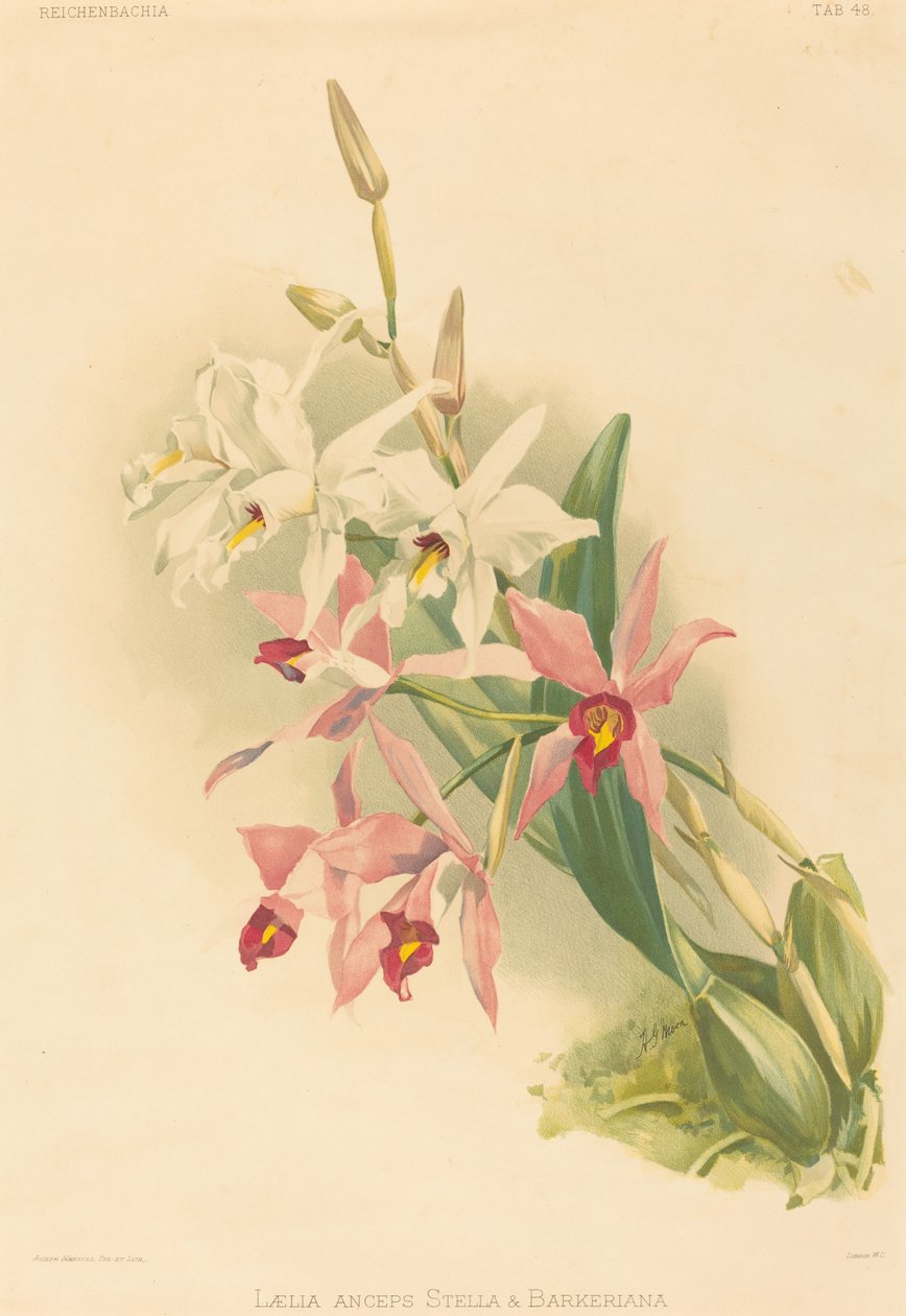 Laelia Anceps Stella és Barkeriana. alkotó: Joseph Mansell