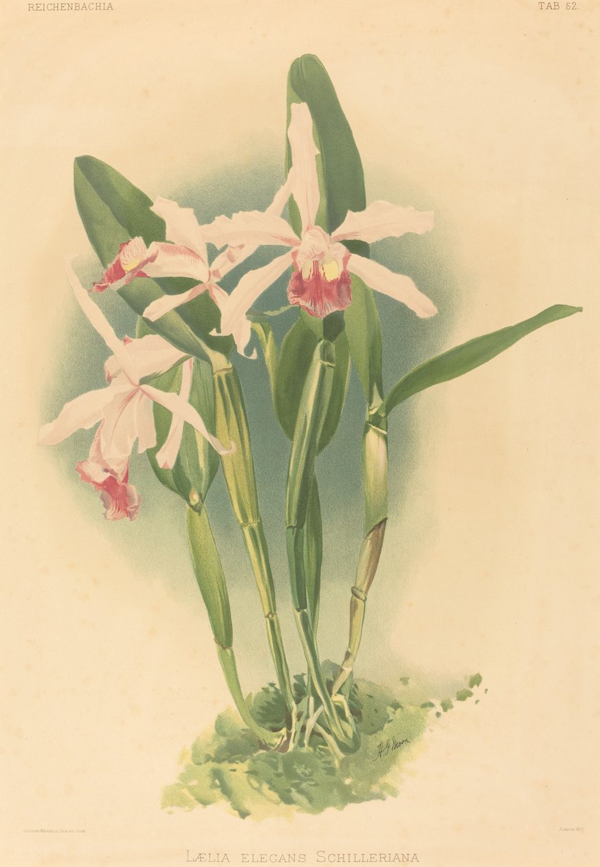 Laelia Elegans Schilleriana alkotó: Joseph Mansell