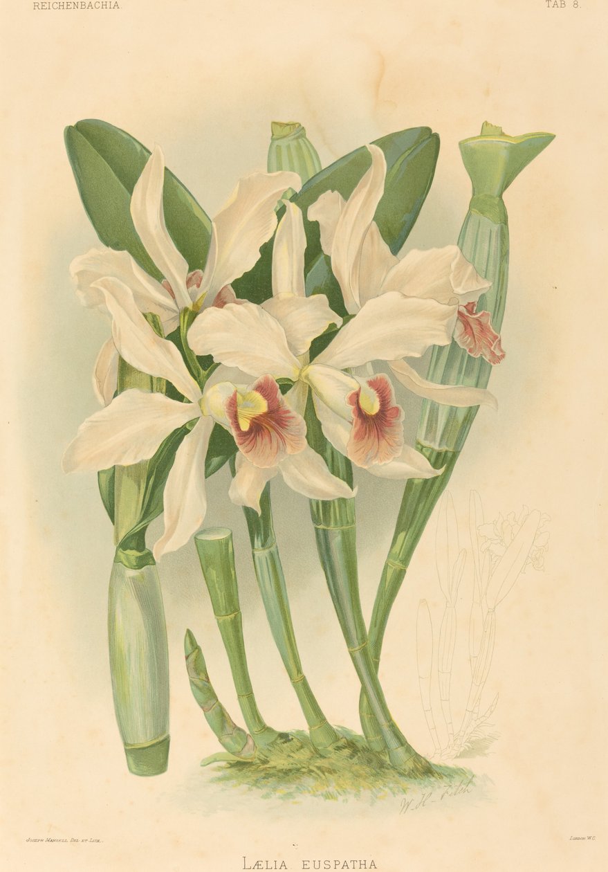 Laelia Euspatha. alkotó: Joseph Mansell