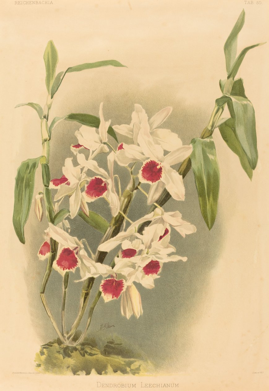 Dendrobium Leechianum alkotó: Joseph Mansell after Henry George Moon