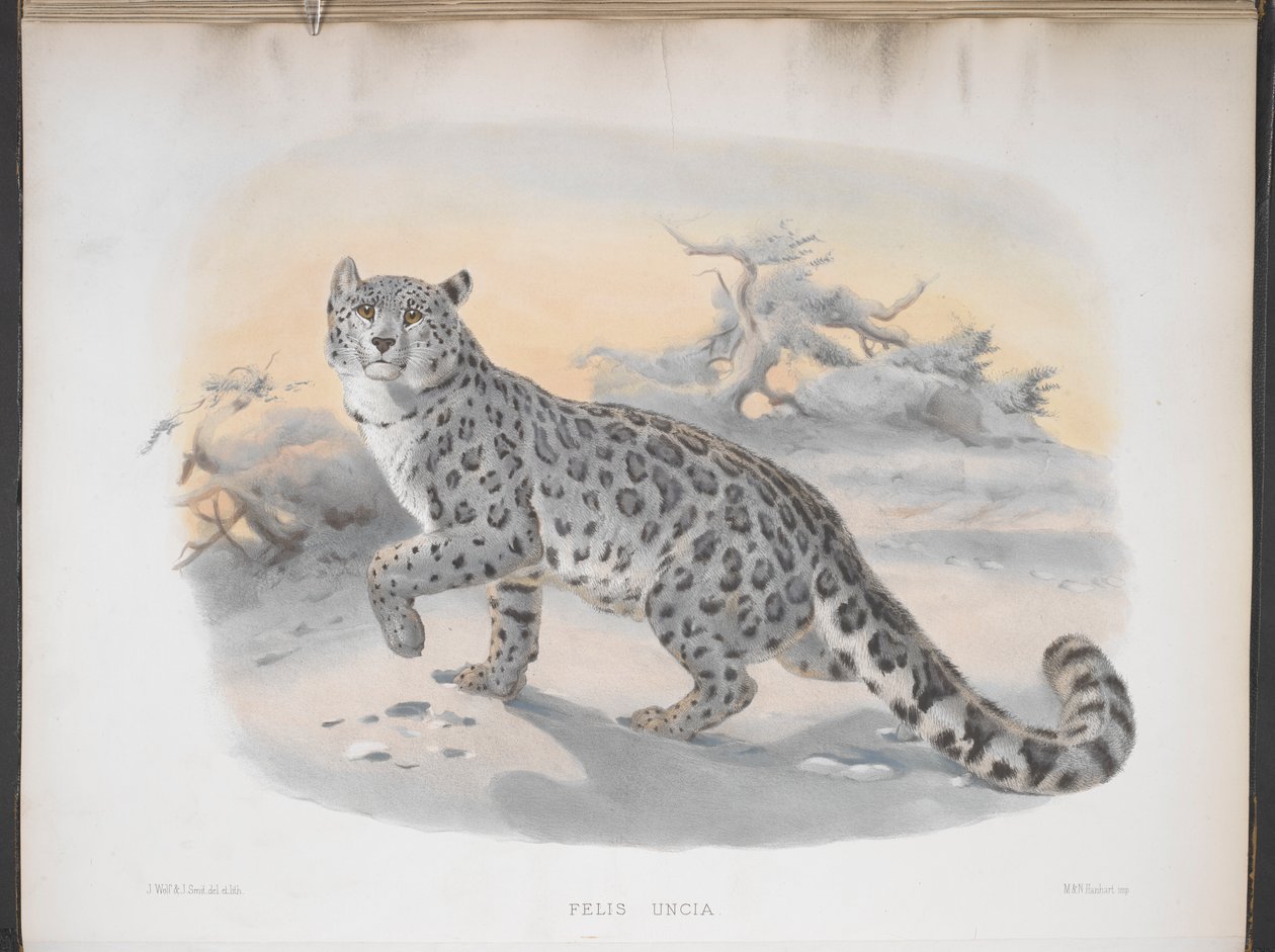 Felis uncia, hópárduc, „A macskafélék vagy a macskák családjának monográfiája” alkotó: Joseph and Smit J. Wolf