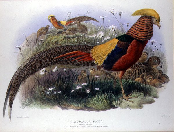 Thaumalea picta (arany fácán) M. & N. Hanhart metszete alkotó: Joseph and Smit J. Wolf