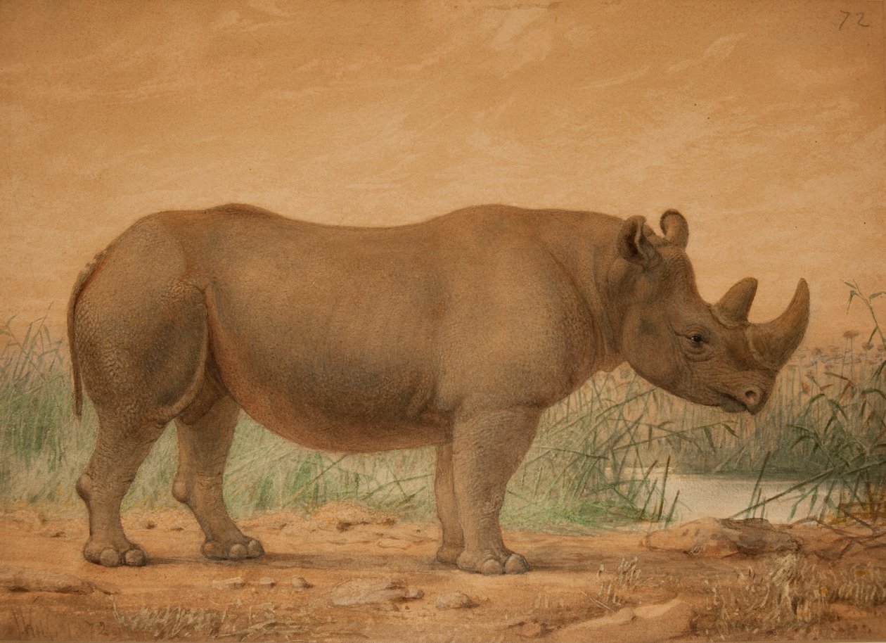 afrikai orrszarvú alkotó: Joseph Wolf