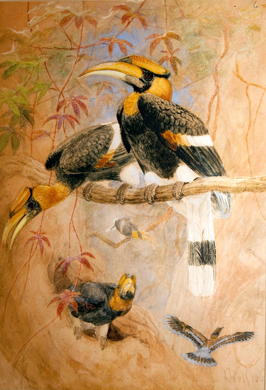 Kagylóhéjú szarvacska (Dichoceros bicornis), 1856-67 alkotó: Joseph Wolf