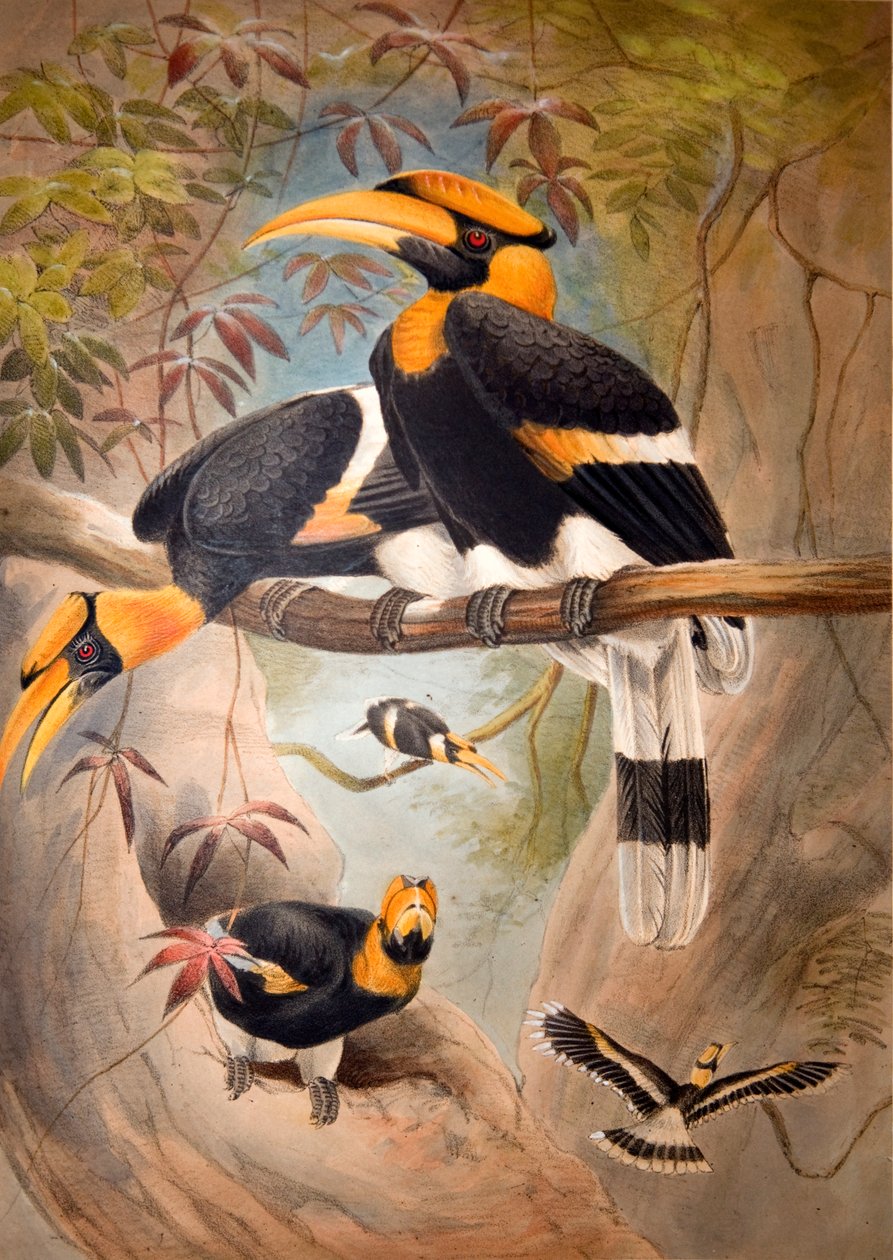 Konkáv casque Hornbill, 1861 alkotó: Joseph Wolf