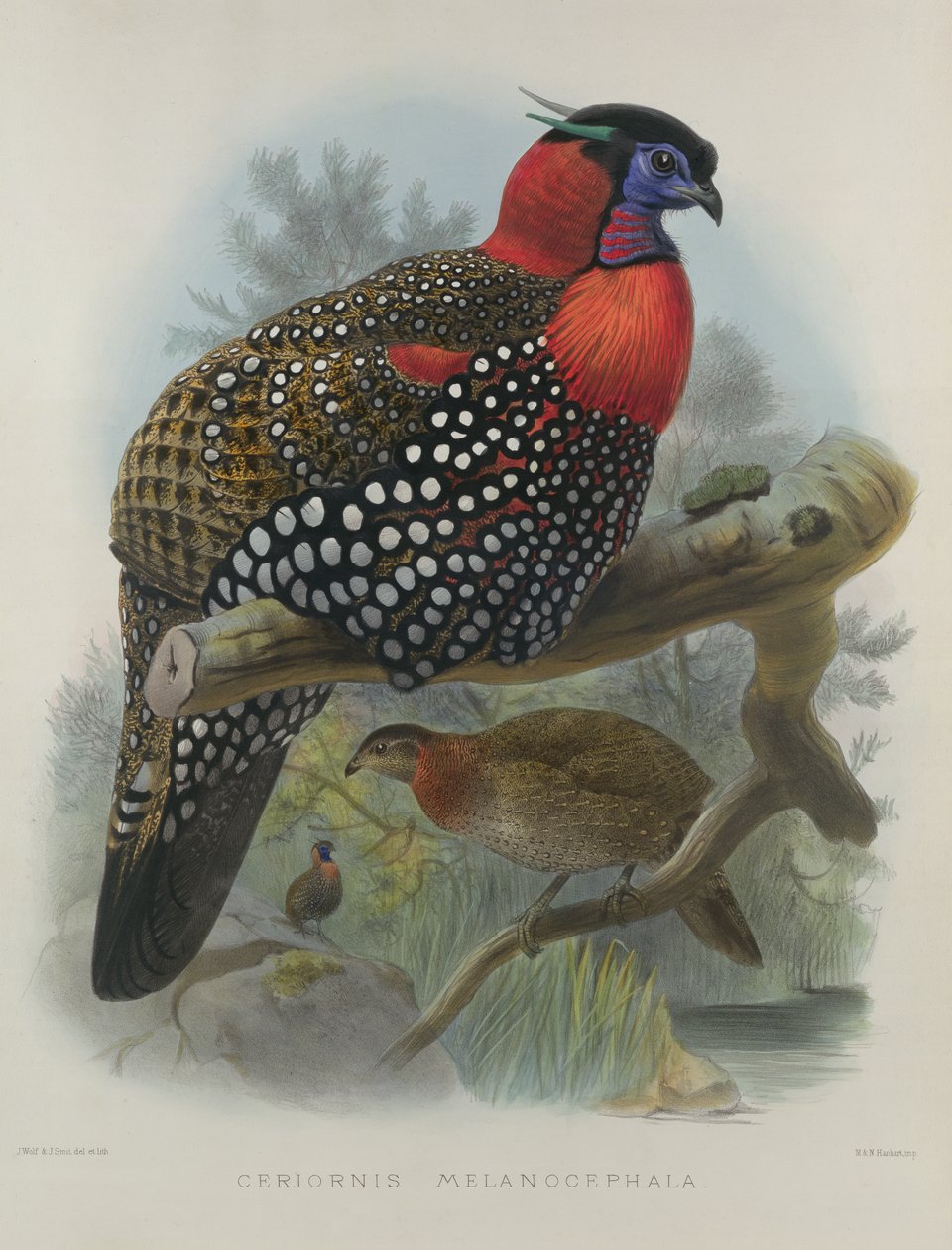 Bíbor hasú Tragopan, vésette M. & N. Hanhart, 1870-72, Wolf, Joseph (1820-99) & Smit, J. (fl.1870) alkotó: Joseph Wolf