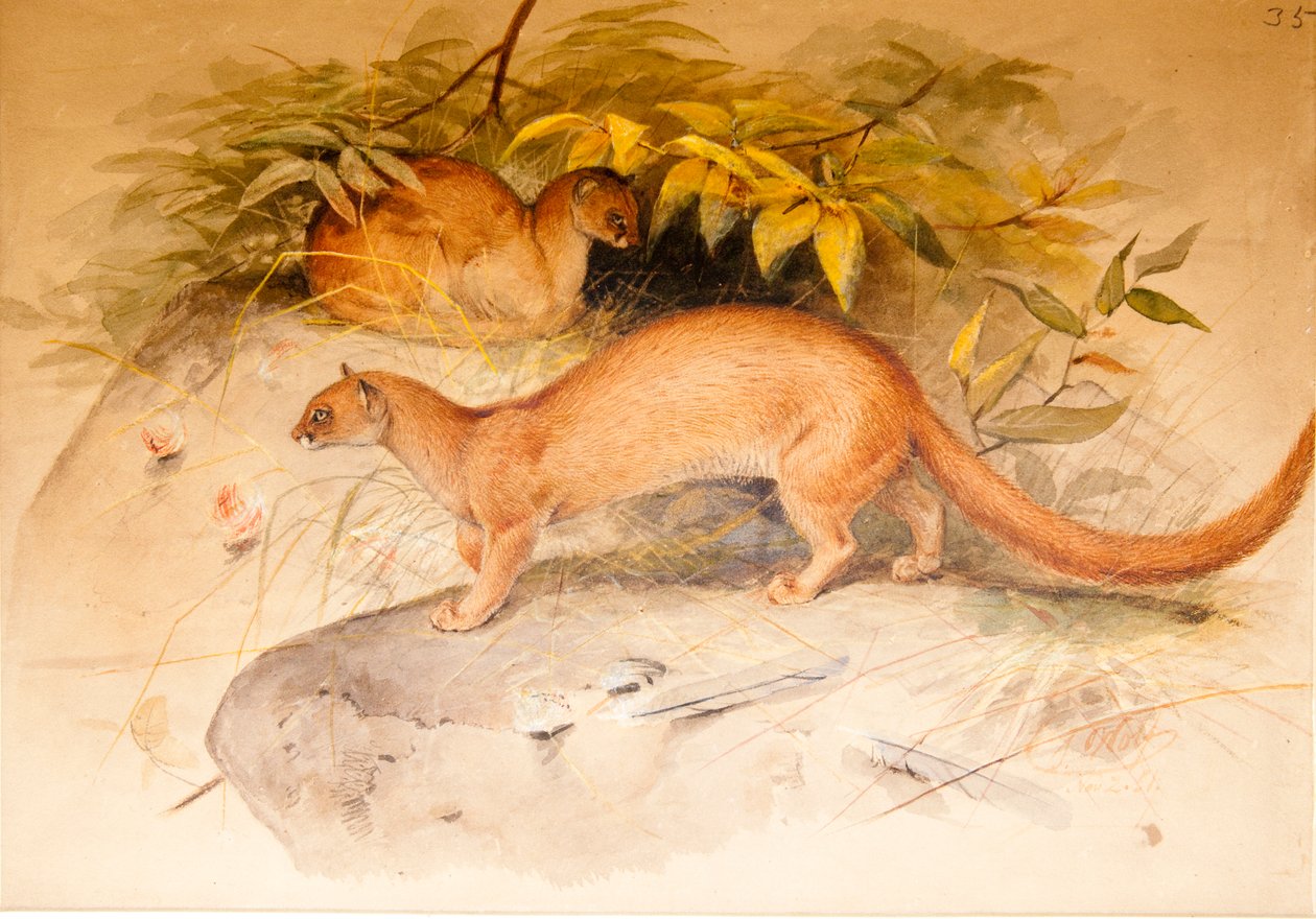 Fülek alkotó: Joseph Wolf