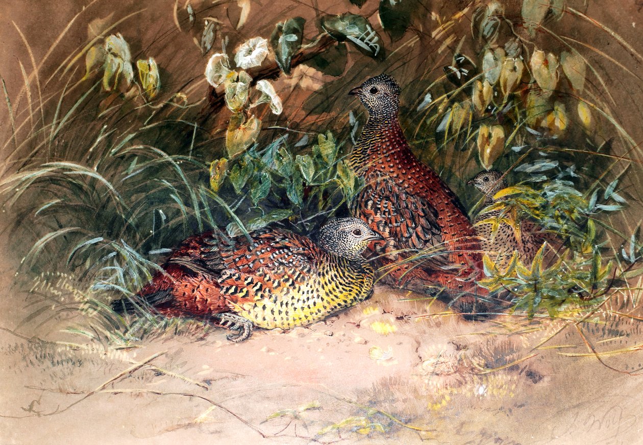 Hardwicke szárnyas szárnyas (Galloperdix lunulata), 1852-54 alkotó: Joseph Wolf