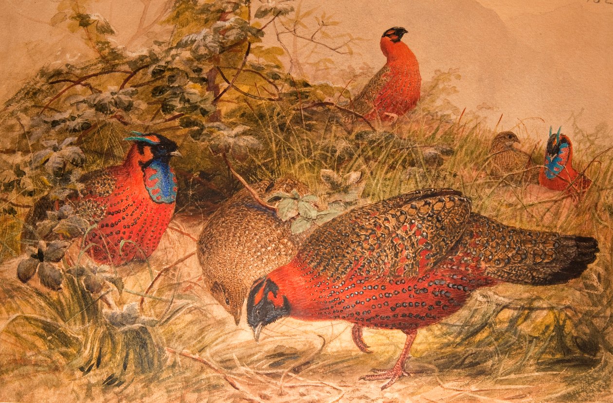 Szarvas tragopán (Ceriornis satyra), 1851-76 körül (wc és ceruza, papír) alkotó: Joseph Wolf