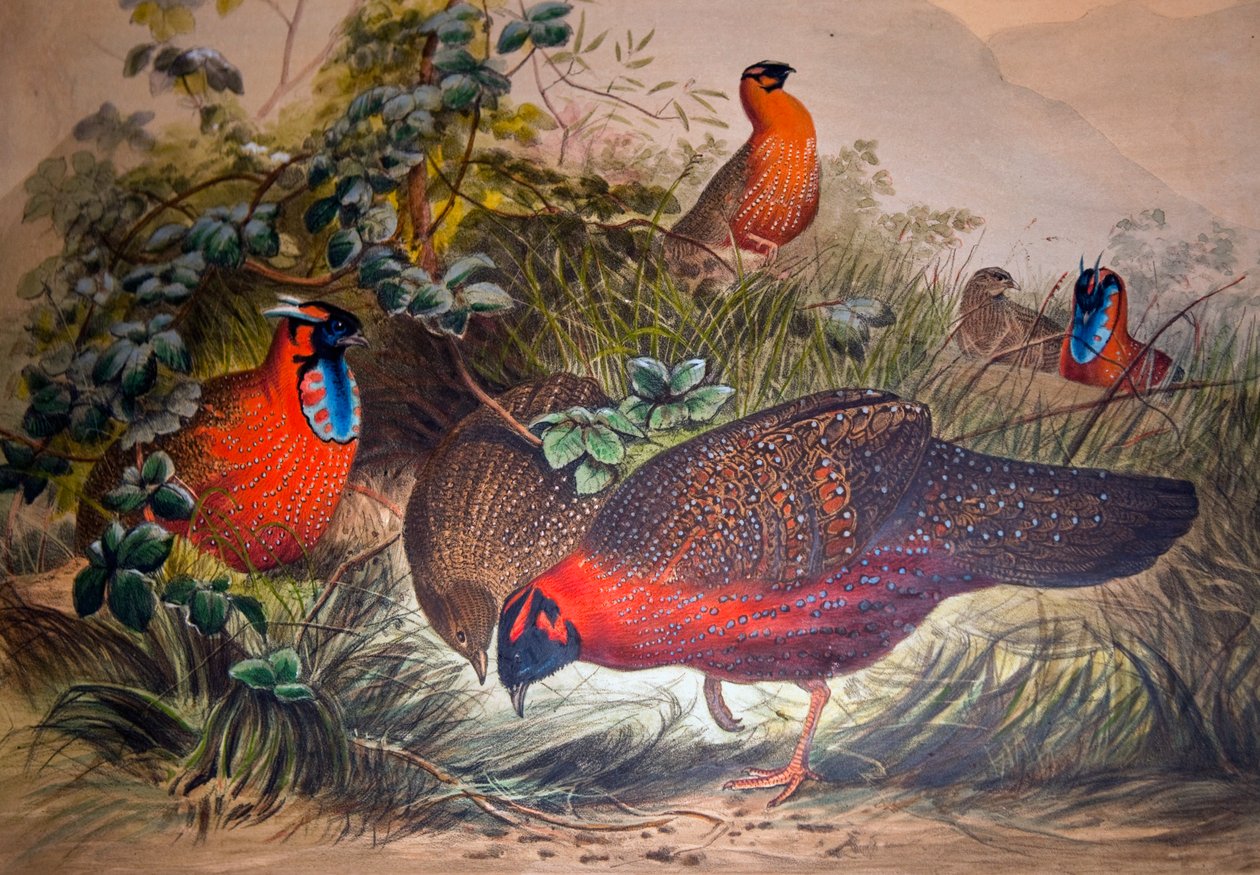Szarvas Tragopán, 1861 alkotó: Joseph Wolf