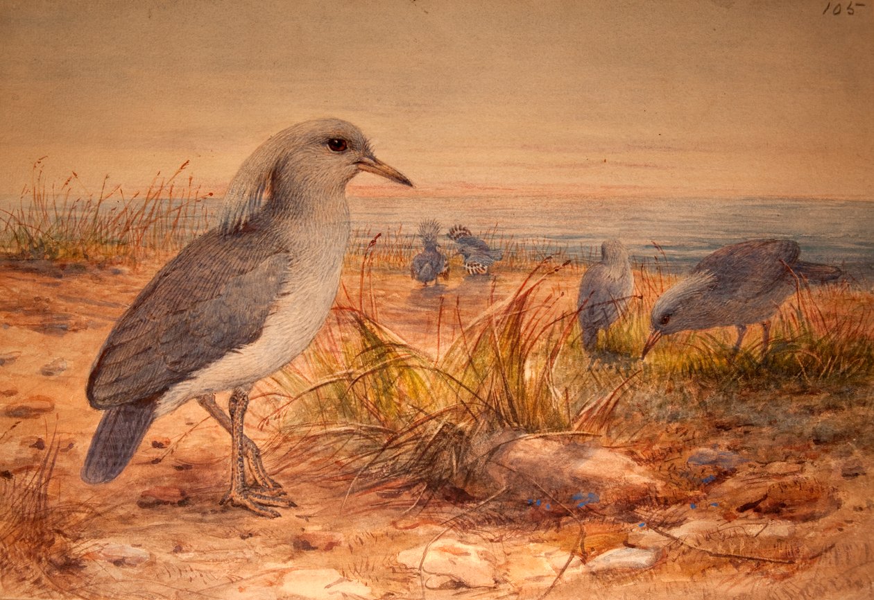 Kagu (Rhinochetus jubatus), 1851-76 körül (wc és ceruza papíron) alkotó: Joseph Wolf
